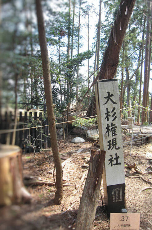 大杉権現社と神木