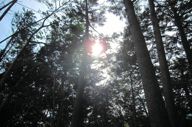 大杉苑瞑想道場を照らす天の光
