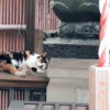 小さな神社さんで眠る猫ちゃん