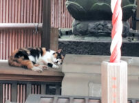 小さな神社さんで眠る猫ちゃん