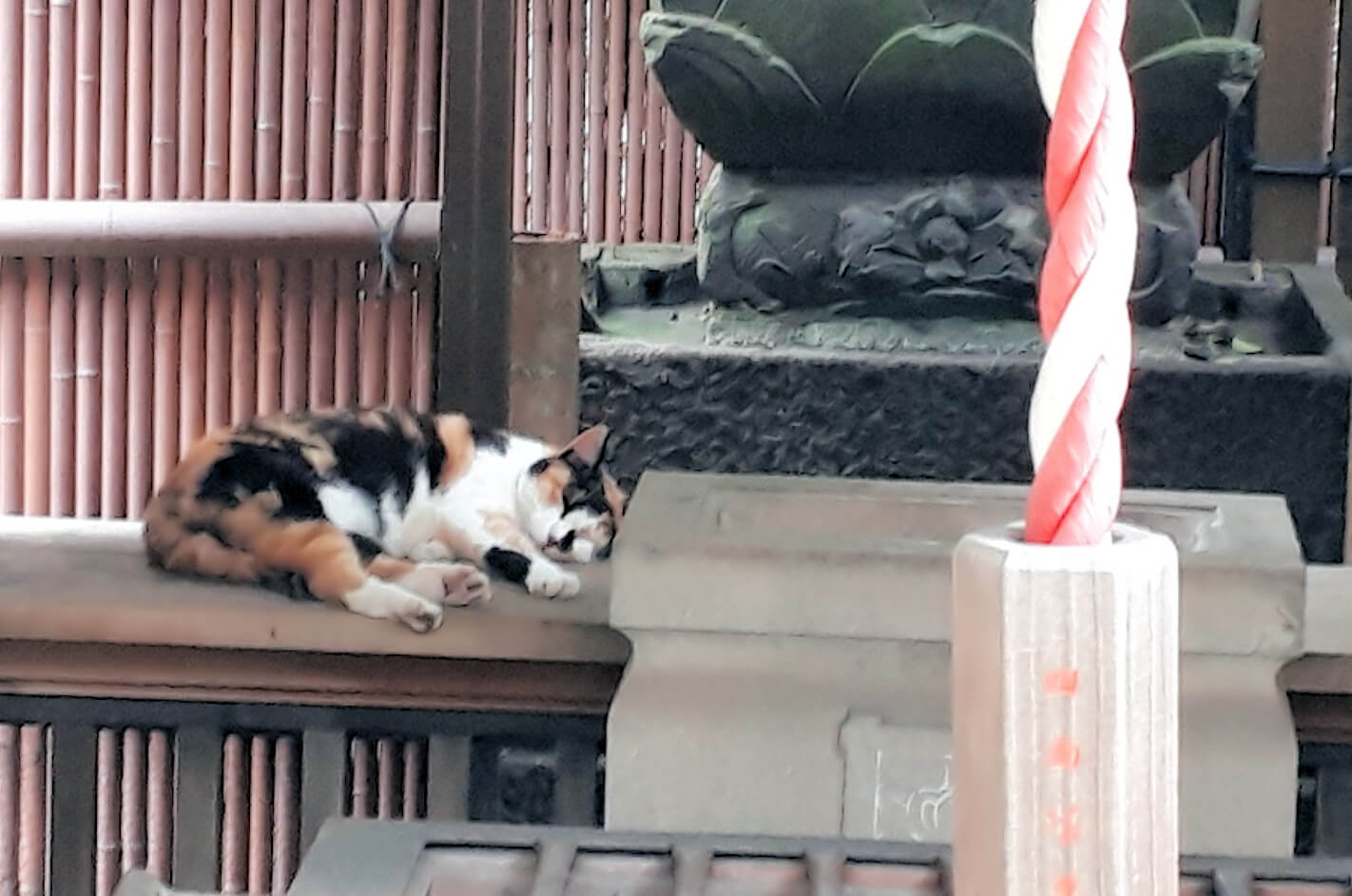 小さな神社さんで眠る猫ちゃん
