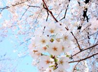 池袋東口駅前、美しく咲く桜さん