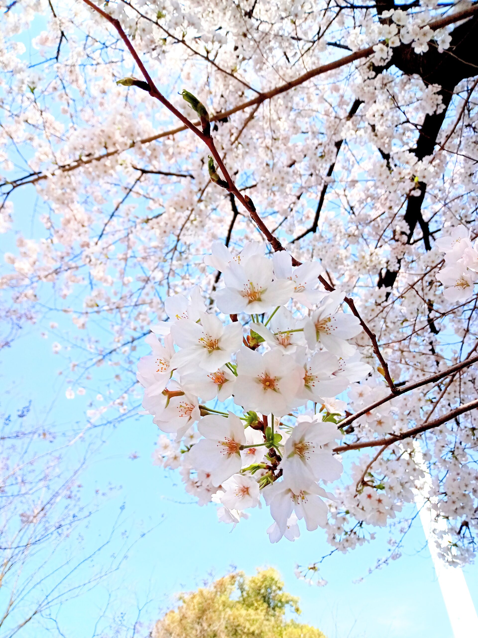 池袋東口駅前、美しく咲く桜さん